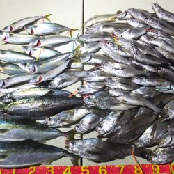 Hit Rush(ヒット ラッシュ) 釣果