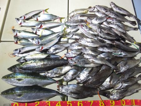 Hit Rush(ヒット ラッシュ） 釣果…