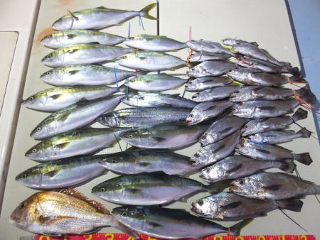 Hit Rush(ヒット ラッシュ） 釣果…