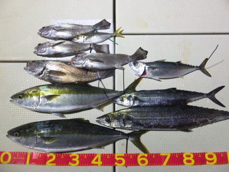 Hit Rush(ヒット ラッシュ） 釣果…