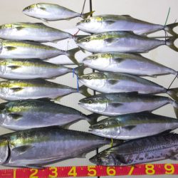 Hit Rush(ヒット ラッシュ) 釣果