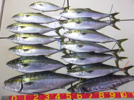 Hit Rush(ヒット ラッシュ） 釣果…