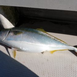 ジギング船 BLUEWATER 釣果