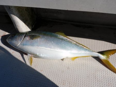 ジギング船 BLUEWATER 釣果