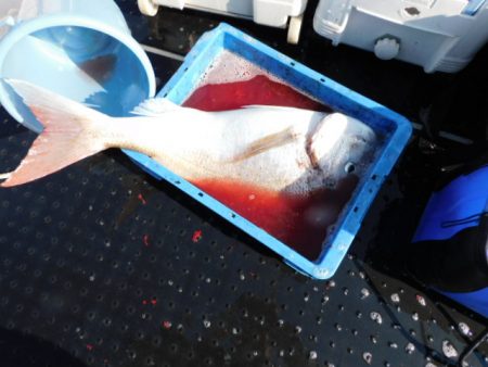 ジギング船 BLUEWATER 釣果