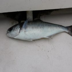 ジギング船 BLUEWATER 釣果