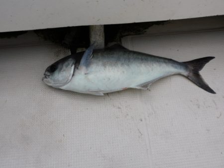 ジギング船 BLUEWATER 釣果