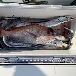 sea boss シーボス 釣果