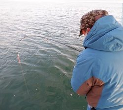 遊漁船 幸友丸 釣果