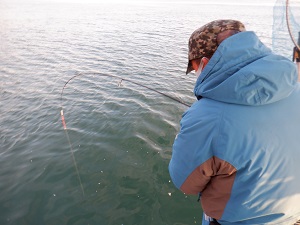 遊漁船 幸友丸 釣果