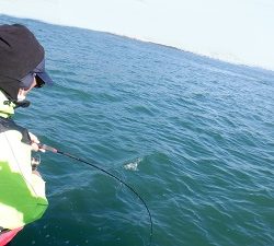 遊漁船 幸友丸 釣果