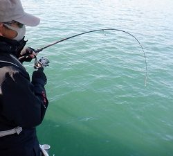 遊漁船 幸友丸 釣果