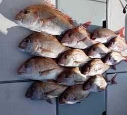 遊漁船 幸友丸 釣果