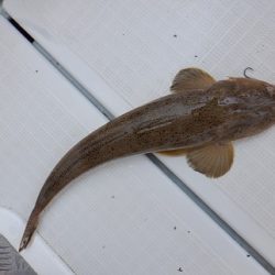 遊漁船 幸友丸 釣果