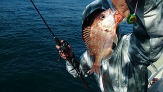 愛裕南丸 釣果