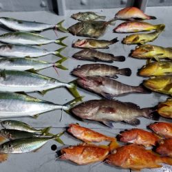 ブルーピア 釣果