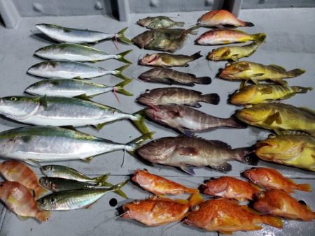 ブルーピア 釣果