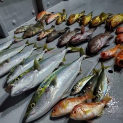 ブルーピア 釣果