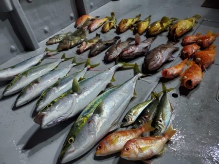ブルーピア 釣果