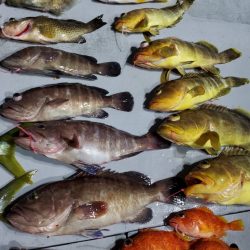 ブルーピア 釣果