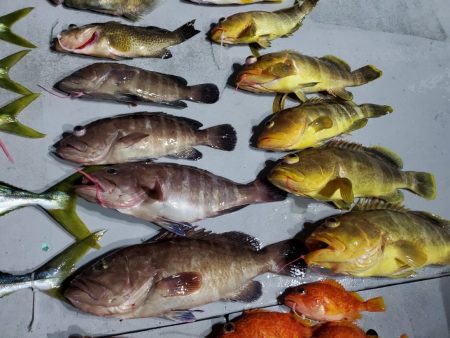 ブルーピア 釣果