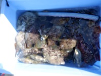 遊漁船 幸友丸 釣果