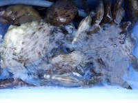 遊漁船 幸友丸 釣果