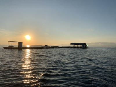本部釣りイカダ 釣果