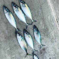 本部釣りイカダ 釣果