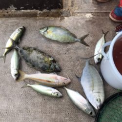 本部釣りイカダ 釣果
