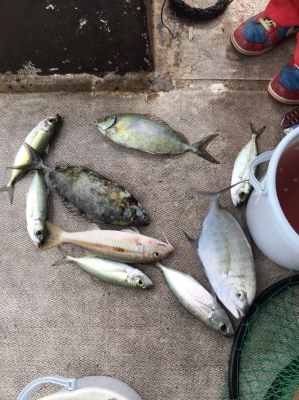 本部釣りイカダ 釣果