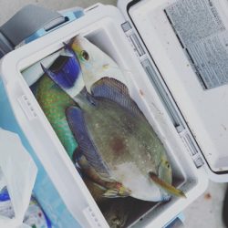 本部釣りイカダ 釣果