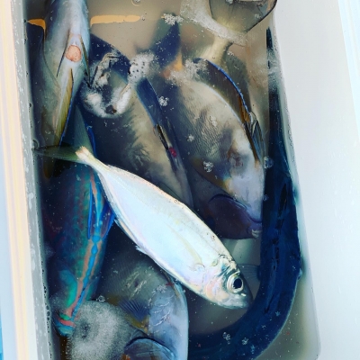 本部釣りイカダ 釣果