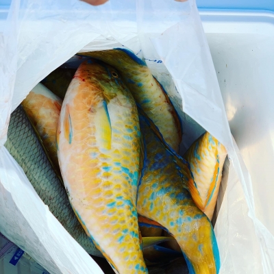 本部釣りイカダ 釣果