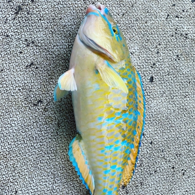 本部釣りイカダ 釣果