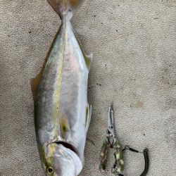 本部釣りイカダ 釣果