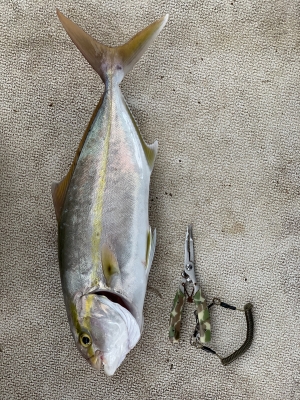 本部釣りイカダ 釣果