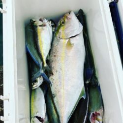 本部釣りイカダ 釣果