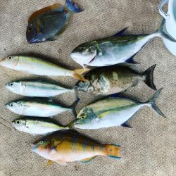 本部釣りイカダ 釣果