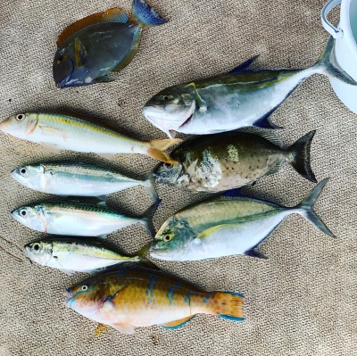 本部釣りイカダ 釣果