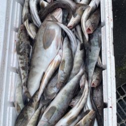 第八平成丸 釣果