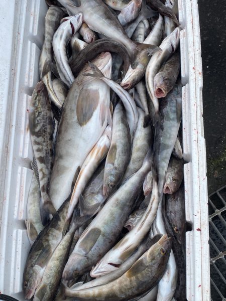 第八平成丸 釣果