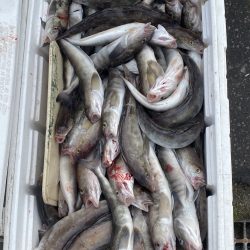 第八平成丸 釣果