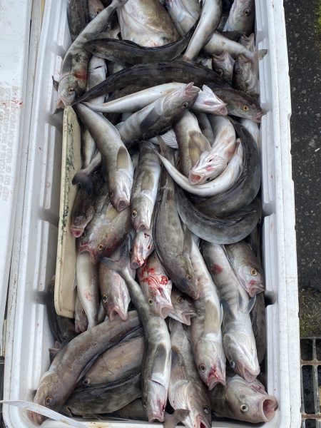 第八平成丸 釣果