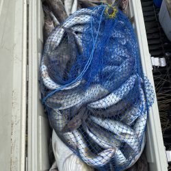 第八平成丸 釣果