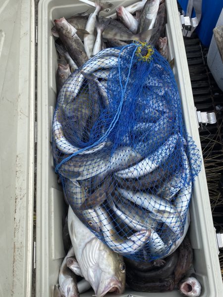 第八平成丸 釣果