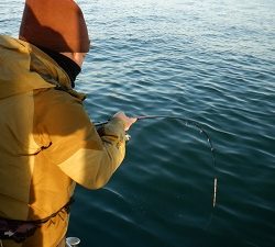 遊漁船 幸友丸 釣果