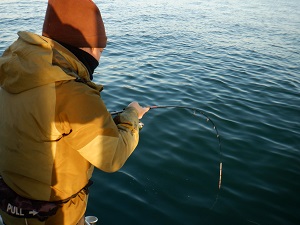 遊漁船 幸友丸 釣果