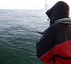 遊漁船 幸友丸 釣果