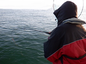 遊漁船 幸友丸 釣果